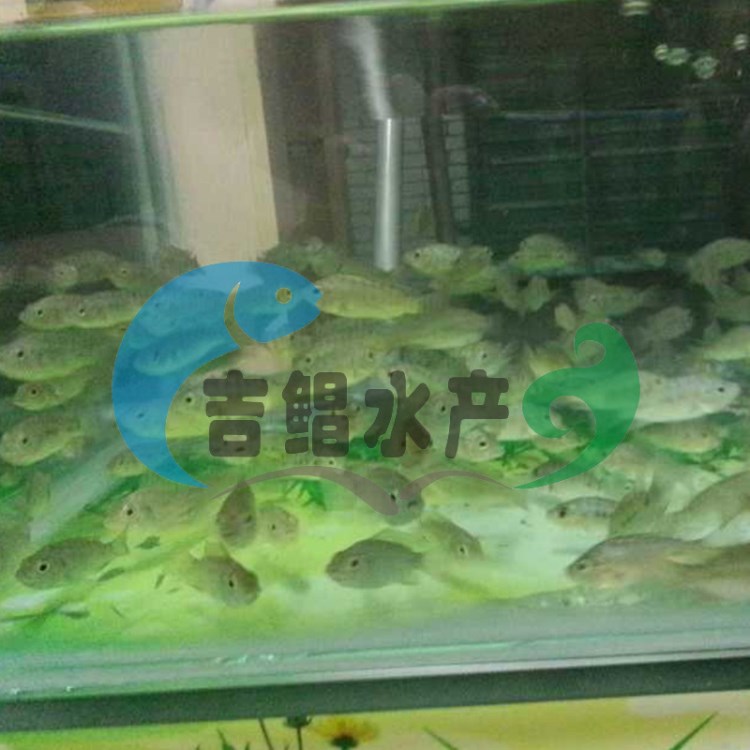 特惠 供應(yīng)足療魚 溫泉魚、親親魚 按摩魚 批發(fā) 保質(zhì)保量