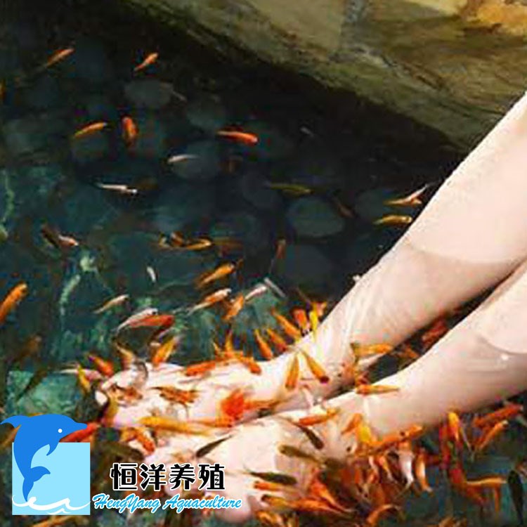 淡水魚苗 足療魚 紅色親親魚 溫泉魚 土耳其親親魚 按摩足療魚苗