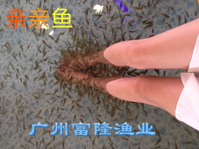 大量溫泉魚 親親魚批發(fā) 包郵 親親魚13826203296