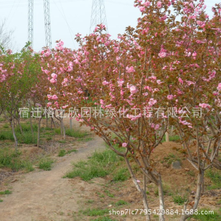 樱花树苗批发工程绿化苗木庭院观花植物重瓣日本樱花苗