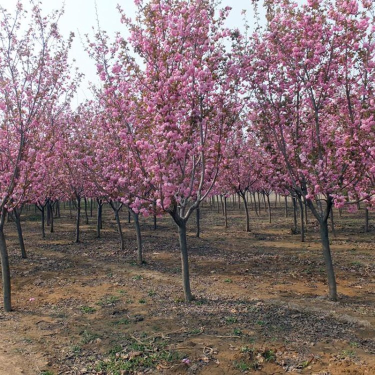 庭院樱花苗 日本樱花树苗 嫁接樱花树苗 晚樱苗地栽樱花绿化小苗