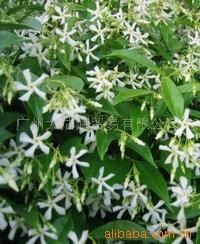 供應(yīng)茉莉凈油 Jasmine absolute ，CAS：8022-96-6