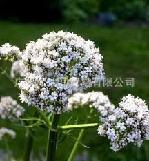 供應纈草精油 Valerian oil，CAS：8008-88-6