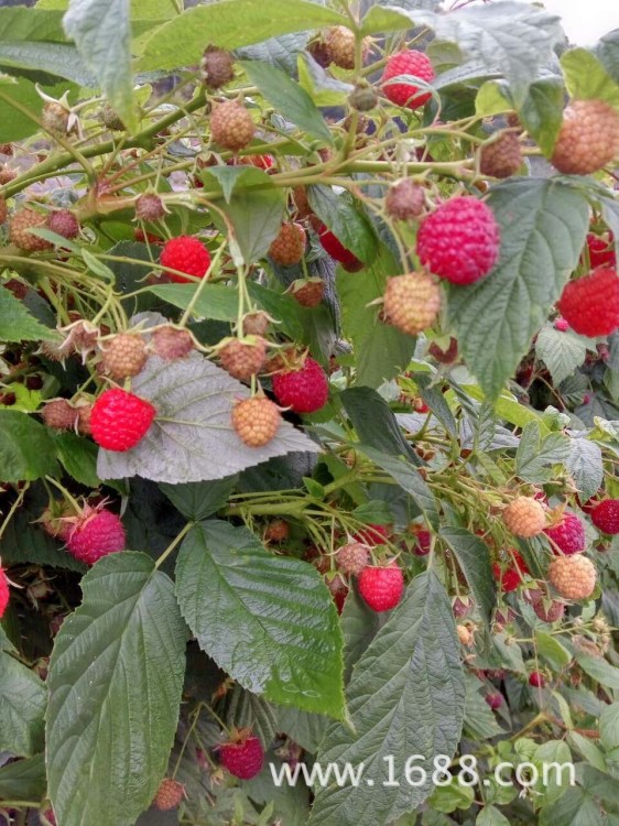 紅樹(shù)莓苗 云南樹(shù)莓苗 浙江樹(shù)莓苗 江蘇紅樹(shù)莓 雙季紅樹(shù)莓苗