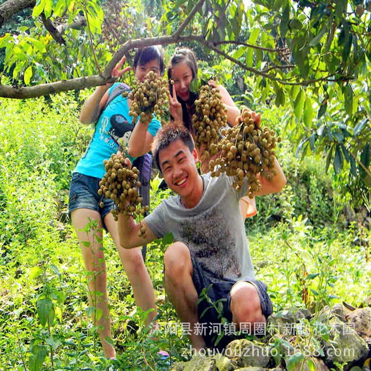 果树苗 龙眼树苗桂圆水果苗 双季龙眼苗 当年结果盆栽地栽 包成活