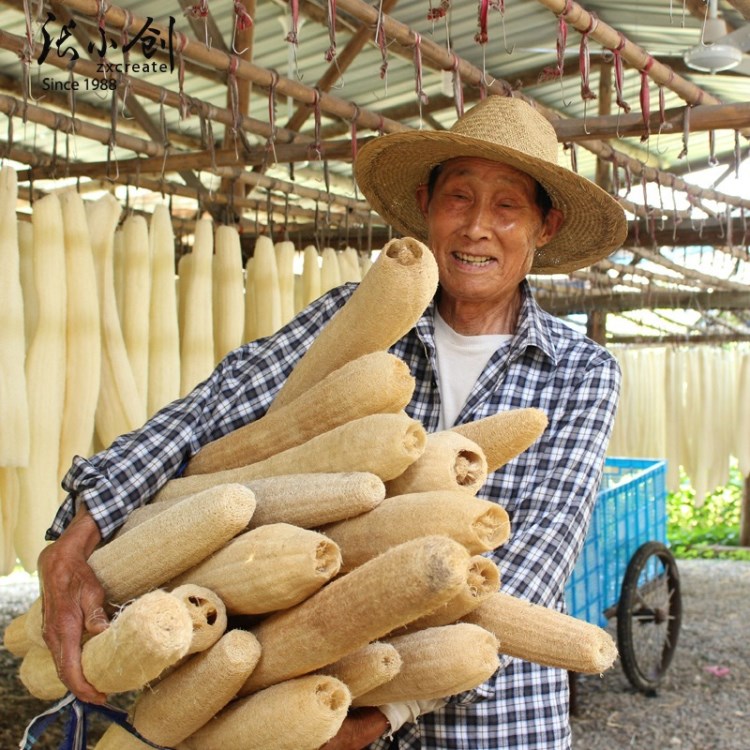 絲瓜絡(luò)原材張小創(chuàng)慈溪老絲瓜沐浴清潔絲瓜段藥膳廚房廠家直銷