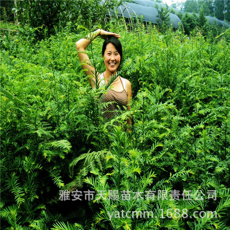 四川红豆杉批发基地供应南方红豆杉树苗林业种苗站2018年种植苗木