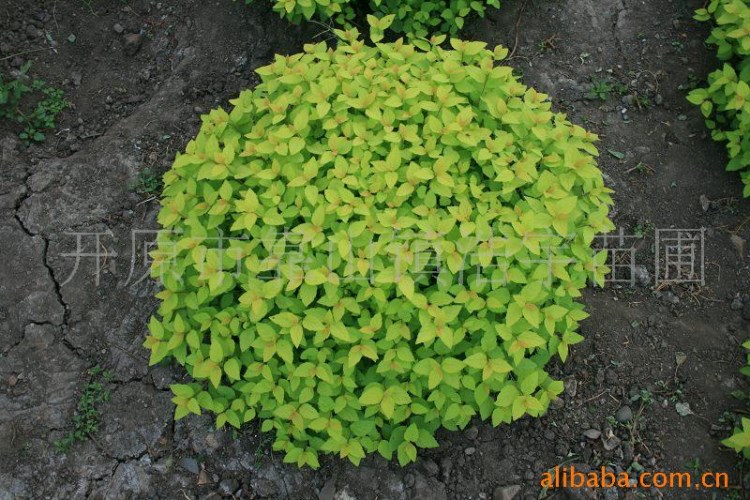 供應金山繡線菊 金山繡線菊批發 金山繡線菊生產商 金山繡線菊