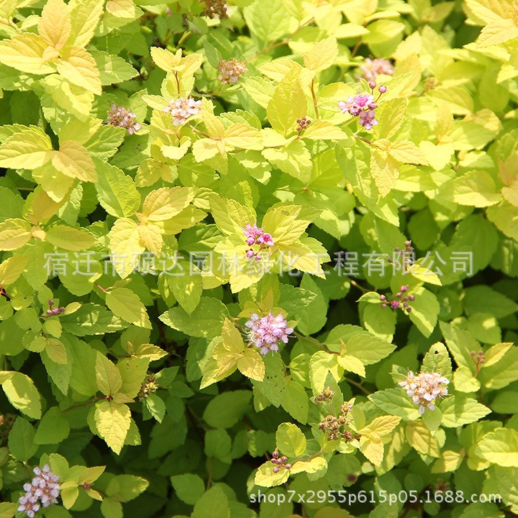 金山繡線菊批發(fā)公園綠化觀葉彩色植物盆栽花苗金山繡線菊苗木