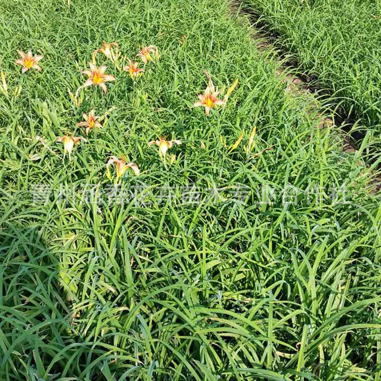 基地直銷 宿根植物 大花萱草金娃娃 庭院園林地被綠化