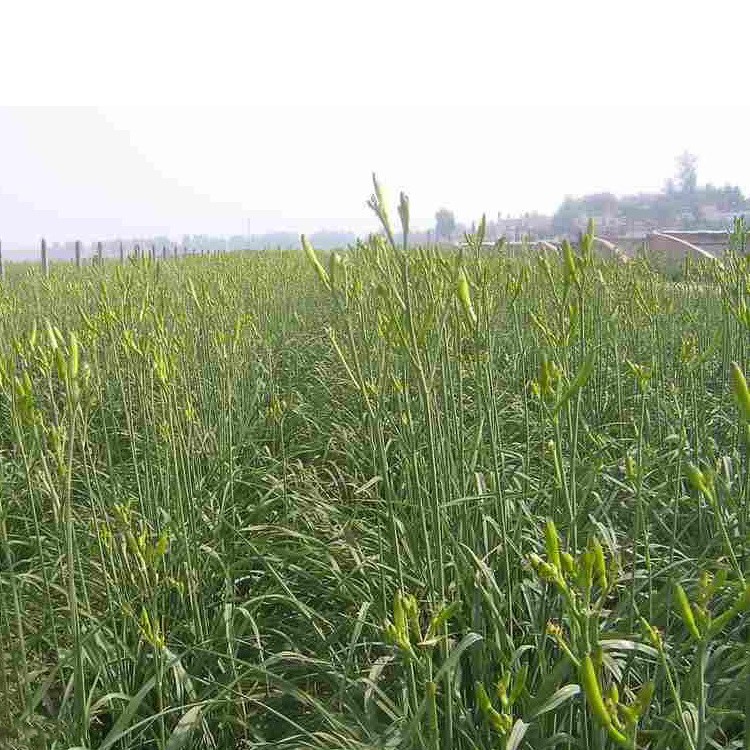 供應(yīng)金娃娃萱草  紅寶石萱草 大花萱草銷售 宿根花卉