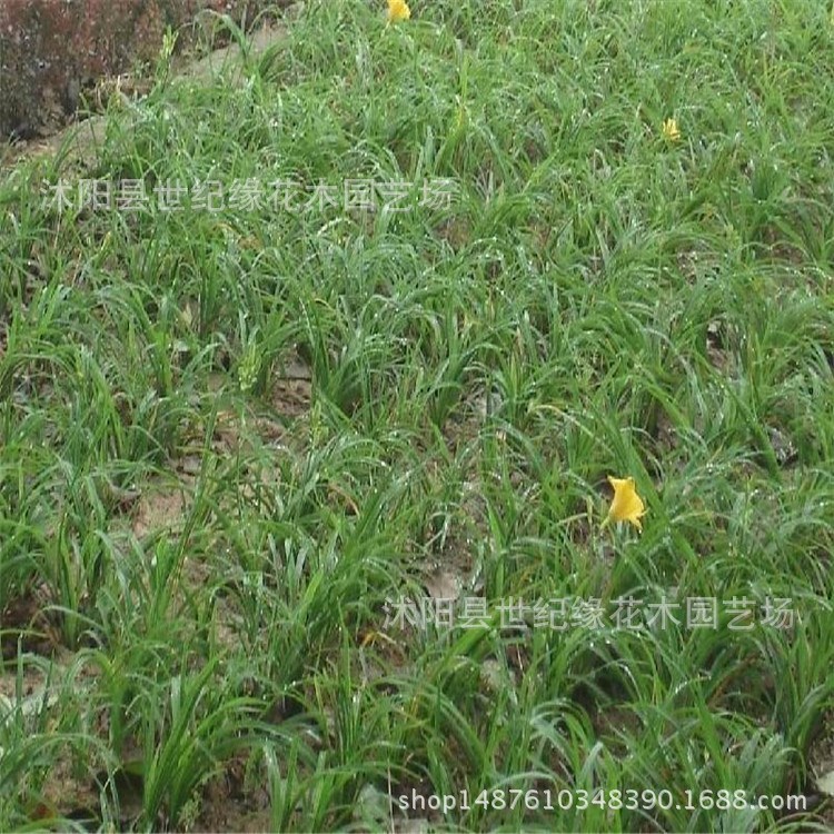 苗圃批发大花萱草 金娃娃萱草 园林绿化工程苗木地被植物量大优惠