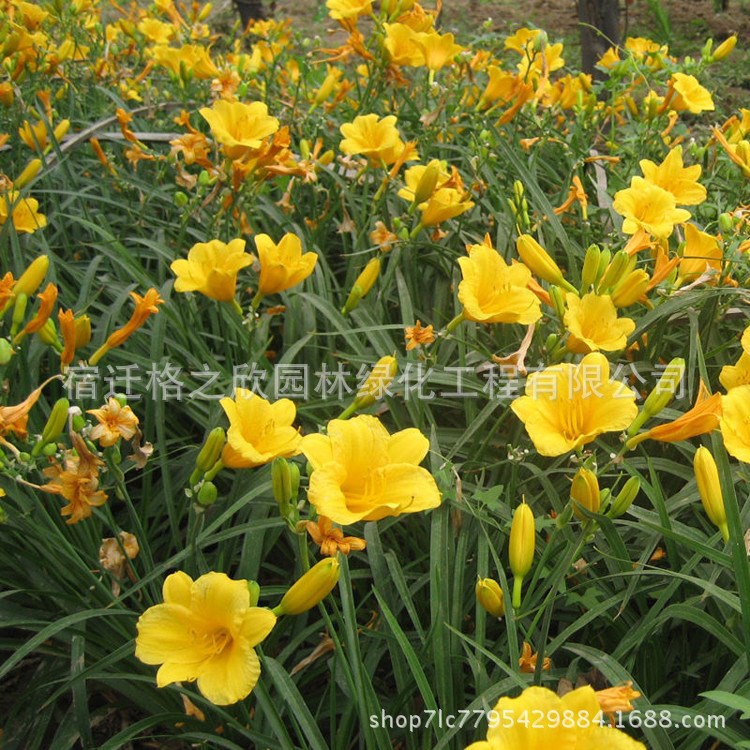 金娃娃萱草苗基地批发宿根花卉装饰盆栽 园林植物大花萱草