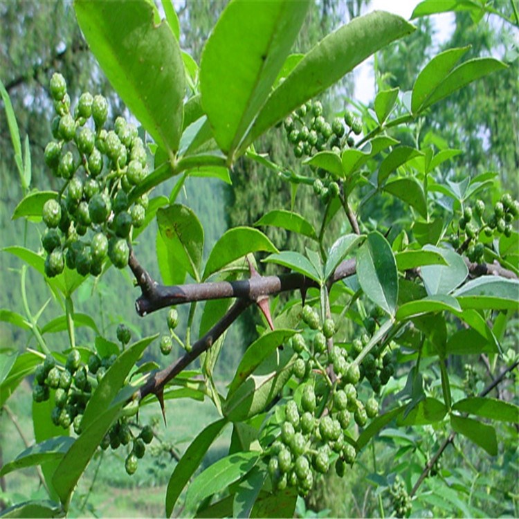 基地出售无刺花椒苗 花椒树苗 产量高 无病虫害 易栽培  产量高.