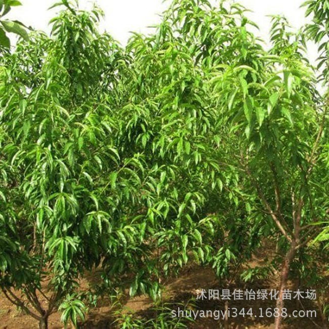 山桃树 花桃树苗 山桃小苗 花桃小苗 山桃 山桃工程苗 园林绿化苗