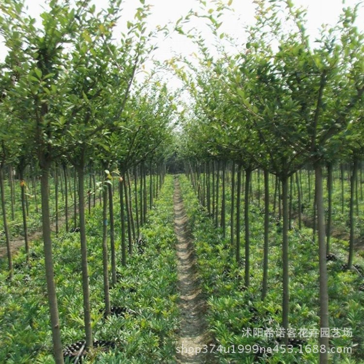 高桿海棠樹(shù)苗 西府海棠苗 垂絲海棠樹(shù)小苗 庭院綠化觀賞海棠樹(shù)