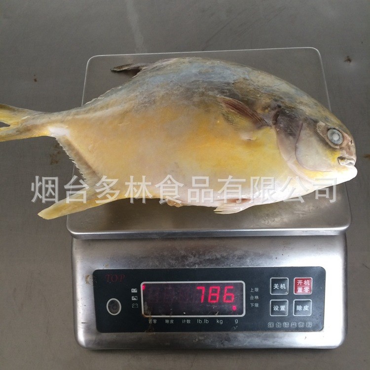 供應(yīng)金昌魚(yú)  金鯧魚(yú)批發(fā) 一手貨源 廠家直銷(xiāo) 船凍金昌魚(yú)