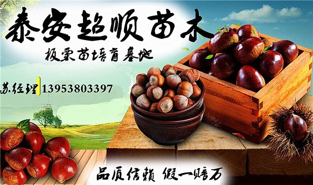 良鄉板栗苗  板栗苗 殼薄易剝 產量更高