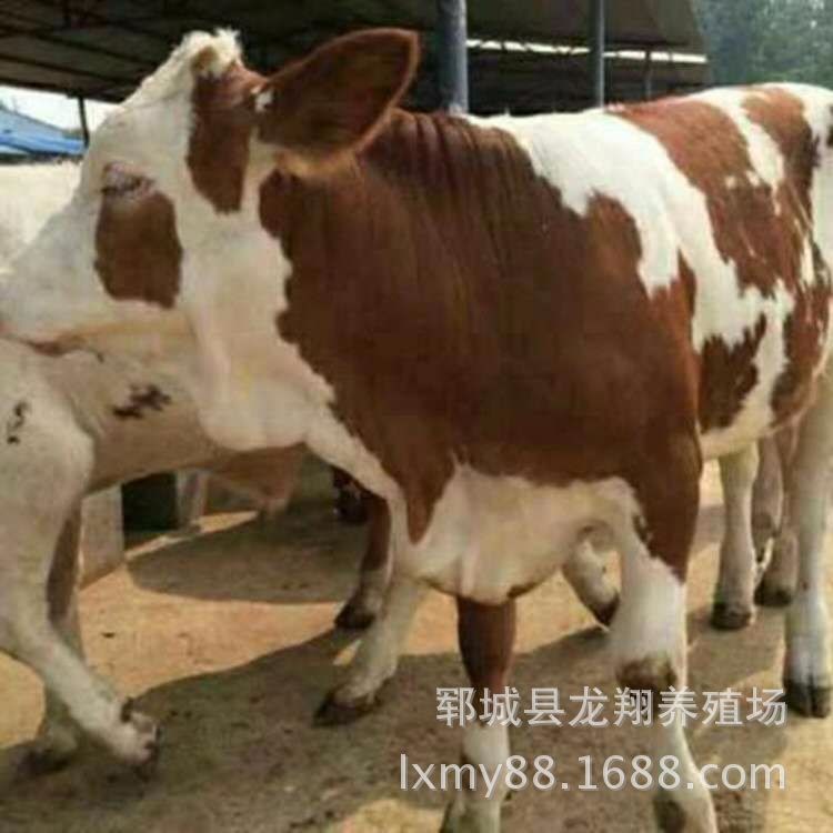 西门塔尔牛牛犊养殖 贵州养殖基地肉牛养殖场黄牛犊价格