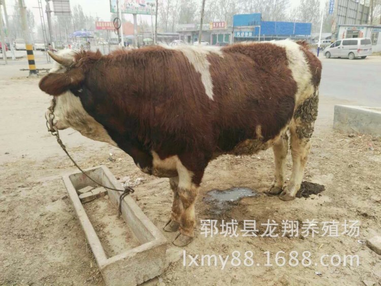 肉牛养殖基地 贵州肉牛养殖场 鲁西黄牛 三个月小肉牛犊价格