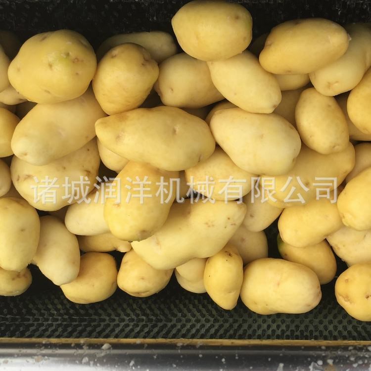 潤洋機械毛輥清洗機 毛刷式清洗去皮機 紅薯土豆去皮機