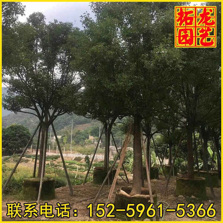 福建香樟種植基地 香樟苗木批發(fā) 園林景觀工程供應