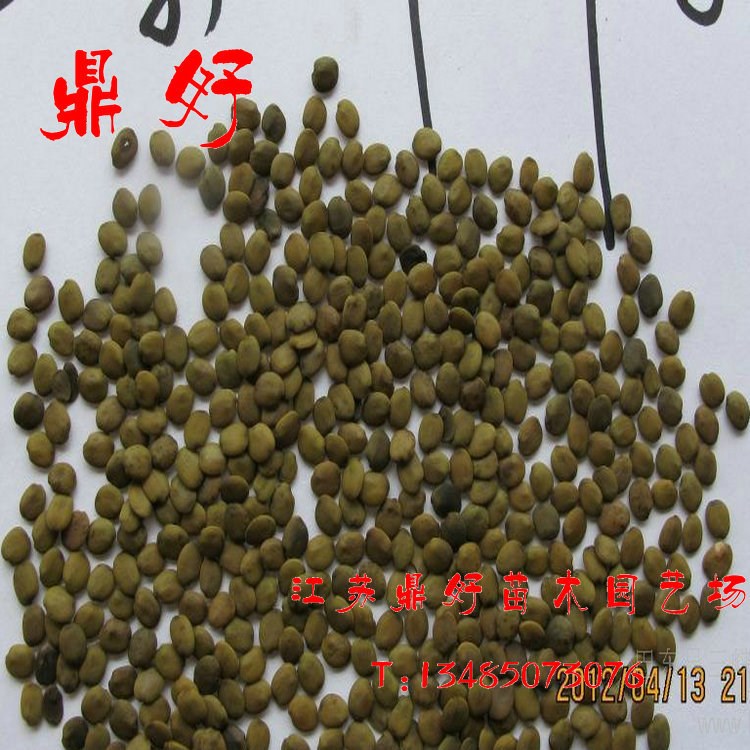 基地新采紫荊種子_巨紫荊樹_加拿大紫荊花_紅花紫荊_成熟好發芽高