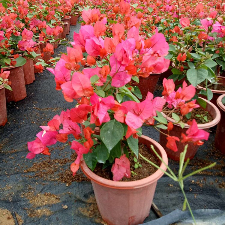 批發(fā)供應(yīng)庭院植物 三角梅花 花卉盆栽 基地供應(yīng)批發(fā)