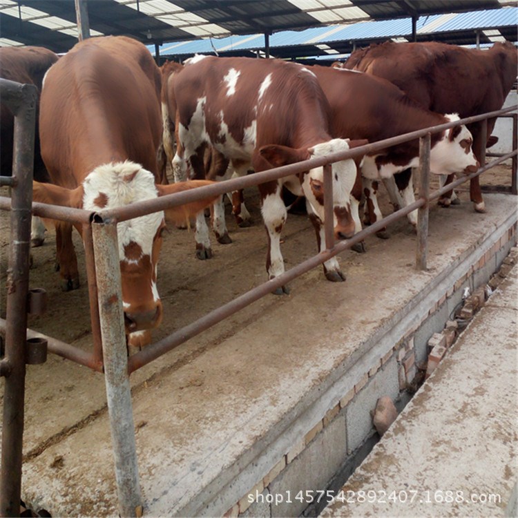 西门塔尔牛小牛犊价格 鲁西黄牛 肉牛 改良育肥牛出售 鲁西黄牛