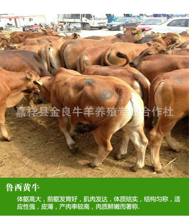 小牛犊价格肉牛 改良鲁西黄牛育肥肉牛犊 先养再付款 欢迎在线咨