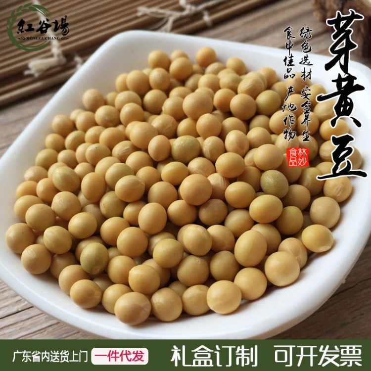 東北黃豆芽豆小黃金芽豆500克 有小粒黃豆種子發(fā)芽豆磨豆?jié){批發(fā)