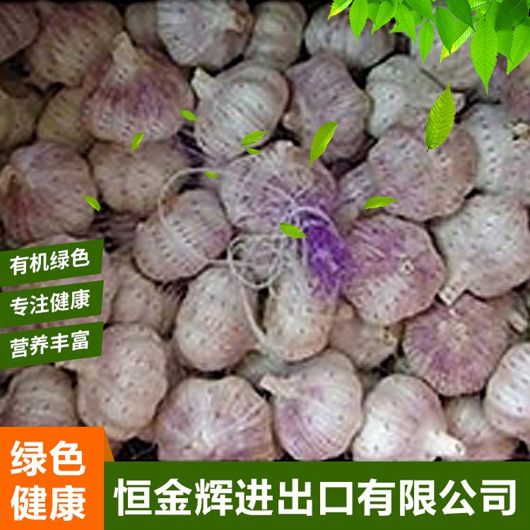 山東大蒜批 出口紫皮蒜  農作物加工精包裝獨頭蒜紫皮大蒜