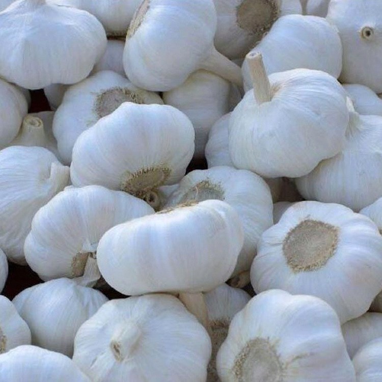 厂家直销加工白皮蒜有机大瓣普白蒜新鲜大蒜农家副产品白皮大蒜