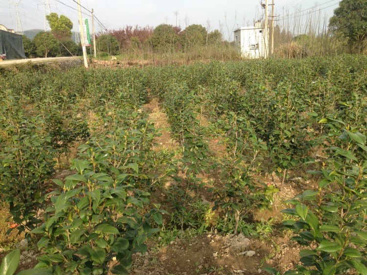 9公分大苗 耐冬茶花 茶花苗 园林绿化 城市绿化