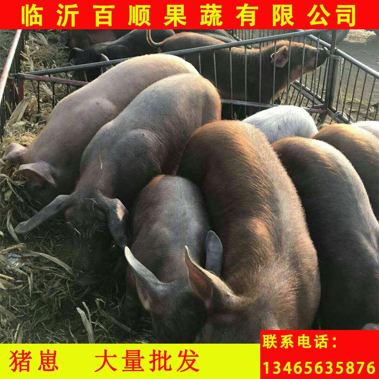 三元仔豬苗 豬娃 豬崽 內三元仔豬 外三元仔豬 品種好
