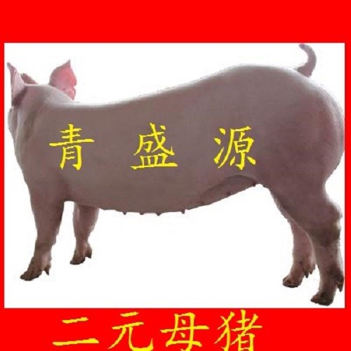 廠家直銷 大約克母豬新美系 大約克豬大白種公豬母豬種豬場