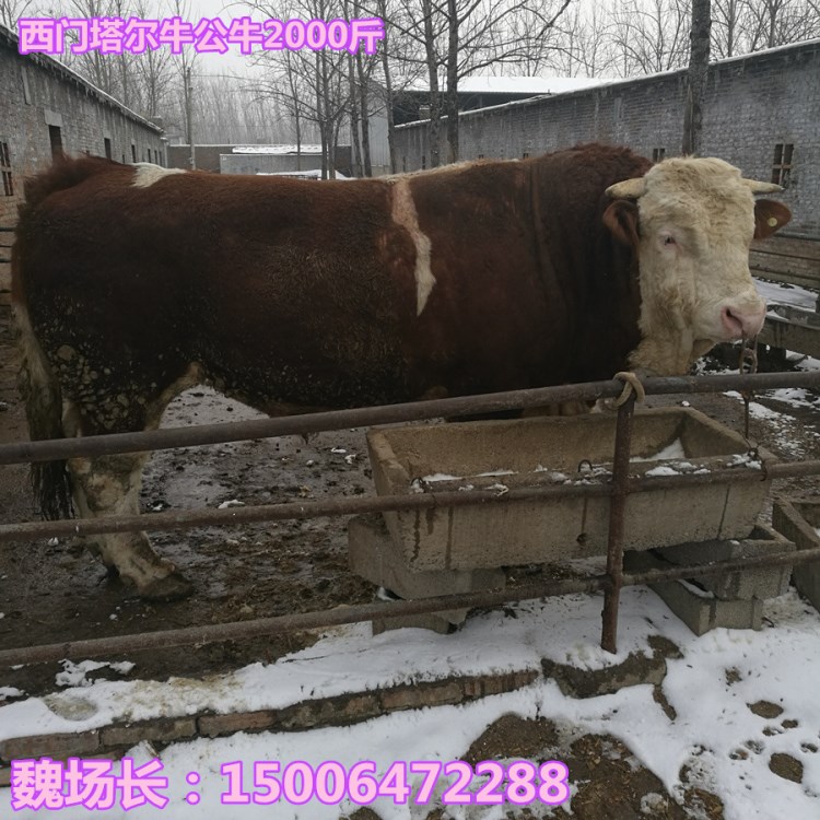 先養再付款 福建小牛犢價格降低啦！福建肉牛養殖場免費教技術