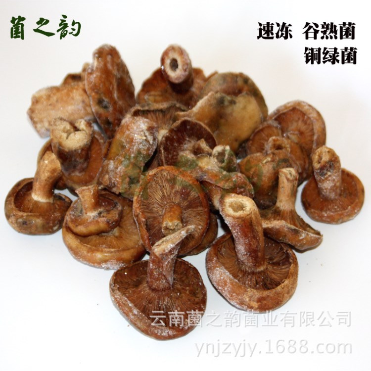 生鮮食用菌野生銅綠菌 供應餐飲食用菌類 產(chǎn)地貨源速凍谷熟菌批發(fā)