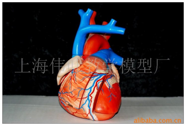 供应心脏放大解剖模型（医学、教学）