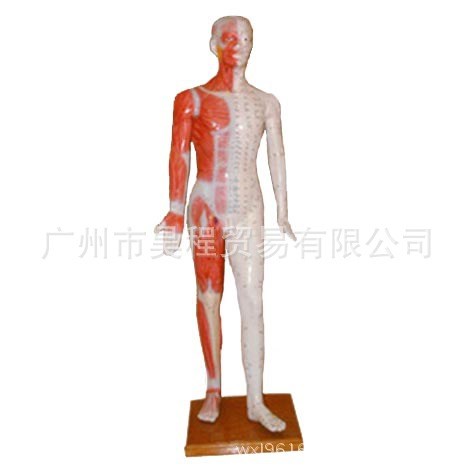 55CM男性帶肌肉解剖針灸模型XC-517A材質(zhì)P V C顯示學(xué)位經(jīng)絡(luò)神經(jīng)