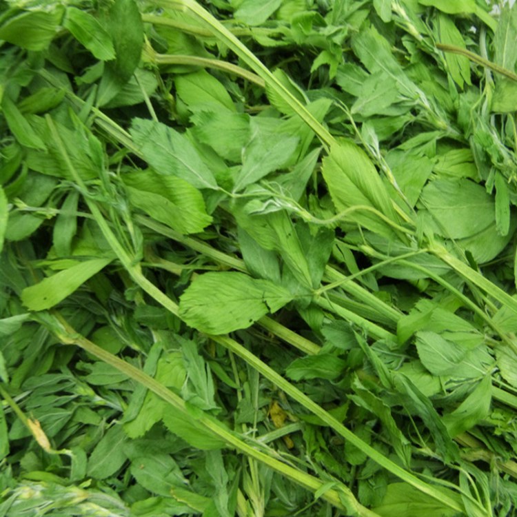 2018年苜蓿草1000克苜蓿草批發(fā) 16元/箱 苜蓿草批發(fā)50件包郵