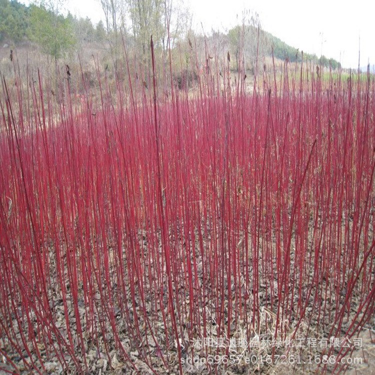 批發(fā)工程園林綠化苗 叢生紅瑞木樹苗 庭院綠植紅瑞木小苗