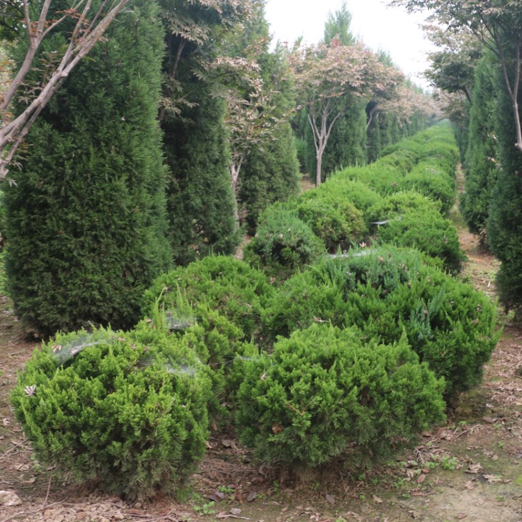 基地批發(fā)綠化木龍柏  龍柏球 四季常青植物庭院種植龍柏樹.