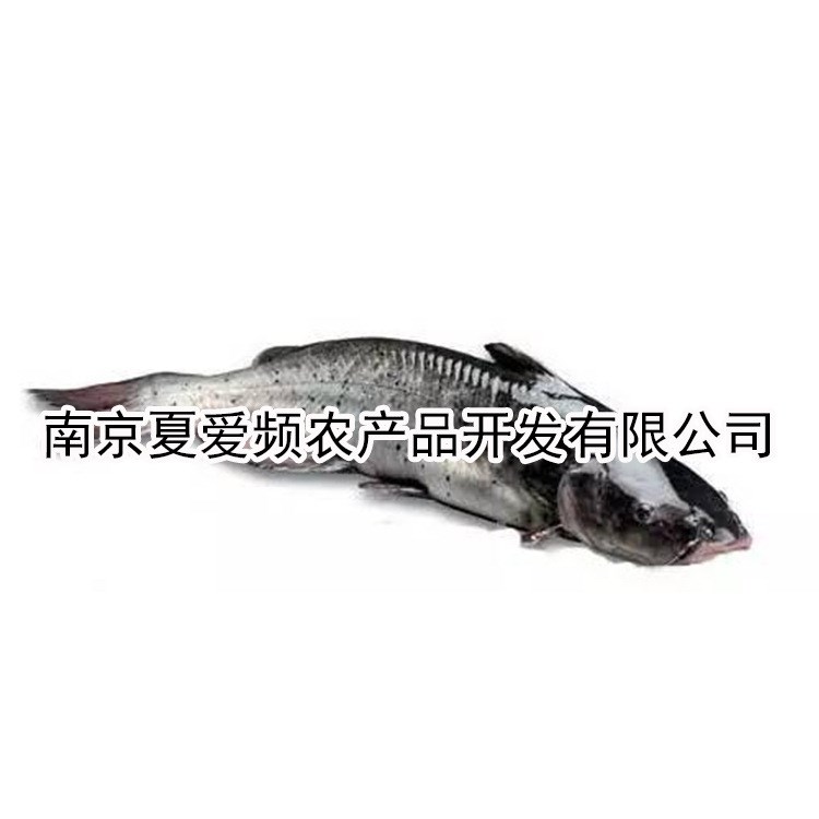 供應腌制清江魚 冷藏清江魚 烤魚原材料來電咨詢