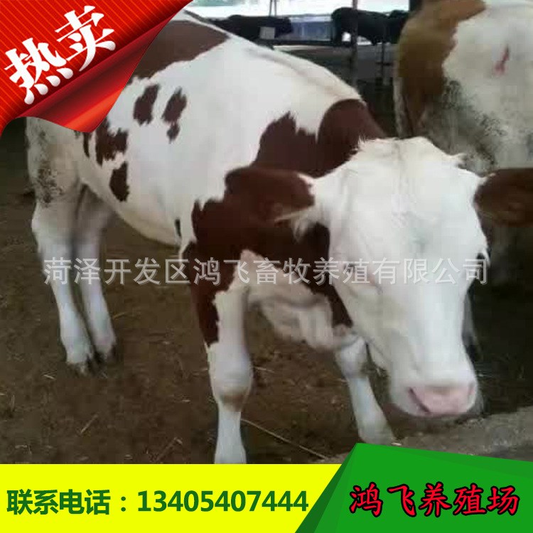 山东改良育肥牛 供应西门塔尔牛肉 肉牛养殖场 小黄牛的价格