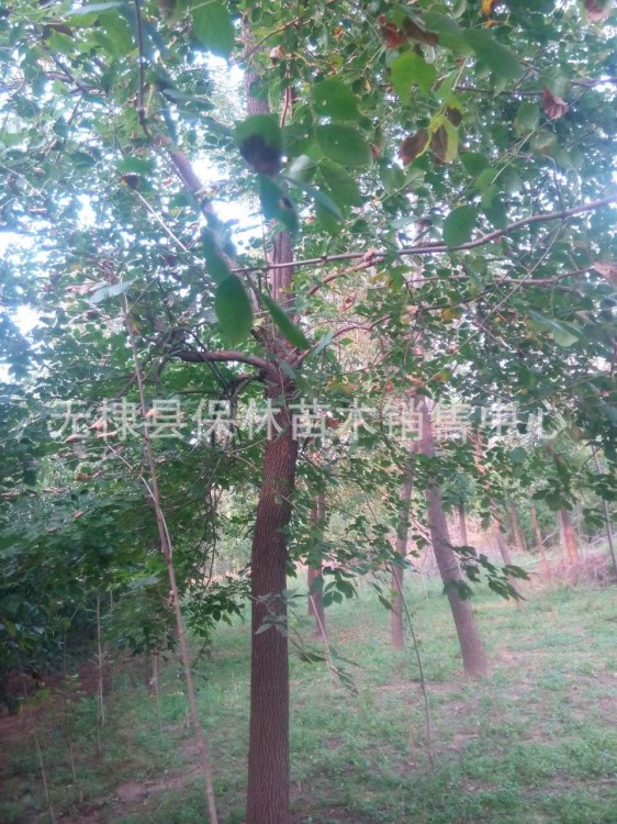 白臘樹18公分白蠟1級2級3級各種規(guī)格白蠟現(xiàn)場看樹定價起苗