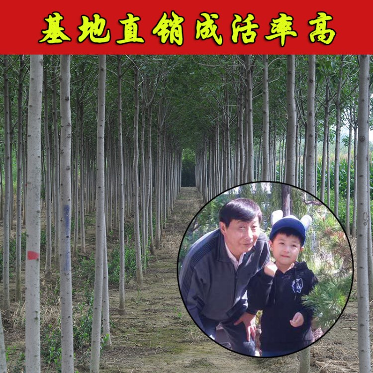 育苗基地批發(fā)2-15公分速生白蠟樹綠化工程用速生白蠟樹苗規(guī)格