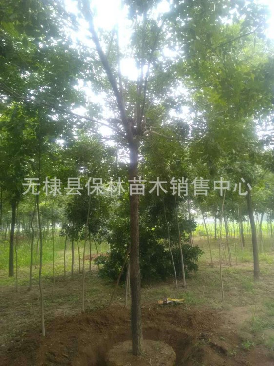白臘樹10公分白蠟1級2級3級