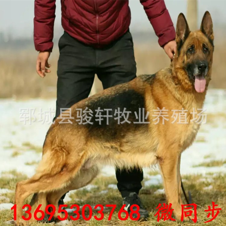 大型弓背牧羊犬 德牧犬價(jià)位 活體寵物 賽級(jí)德國(guó)牧羊犬