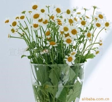 供應 Chamomile (洋甘菊) 種子